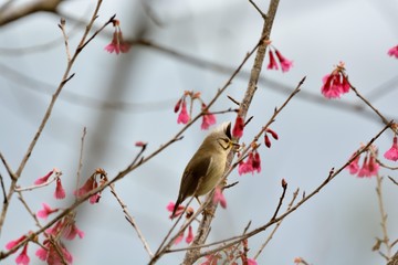 Crowned thrush bird (Yuhina brunneiceps) is endemic to Taiwan