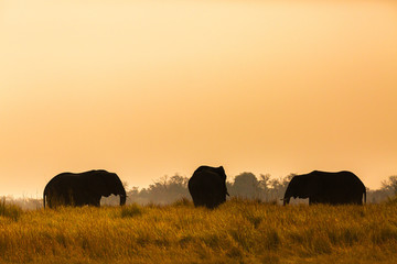 Elefant
