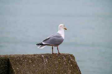 Close up view of white bird seagull sitting by the beach.