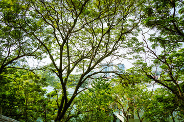 Obraz premium Big trees branches with city view in the background
