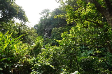 Fototapeta premium trees