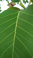 closeup of green leaf