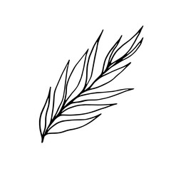 black and white floral decor element of willow leaves in ink and contour lines isolated on white background in hand drawn style