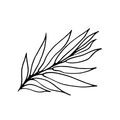 simple willow leaves decorative floral ornament element, vector illustration with black ink contour lines isolated on white background in hand drawn & doodle style