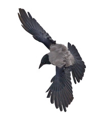 large flying grey crow isolated on white
