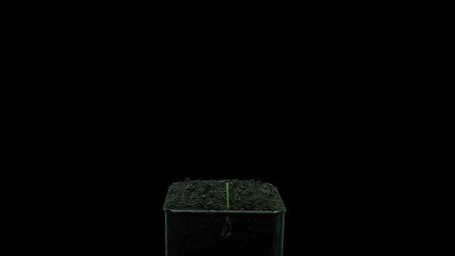 Time-lapse of germinating microgreens oat seed (Avena sativa) 4a3 in RGB + ALPHA matte format isolated on black background