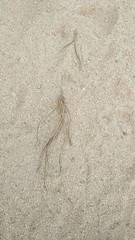 footprint in sand
