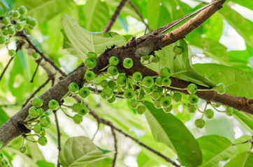 Cluster Fig Tree of Goolar Fig Tree (botanical name is Ficus Racemosa) In Natural Garden of  Southern of Thailand.