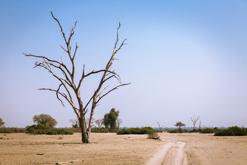 Desert