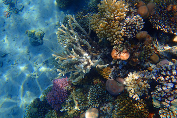 Obraz na płótnie Canvas coral reef in Red Sea