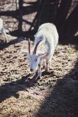 Portrait of a goat on a farm in rural