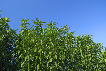 夾竹桃と青空