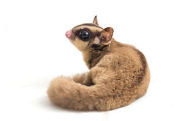 Sugar glider - Petaurus breviceps isolated on white background