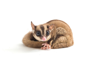 Sugar glider - Petaurus breviceps isolated on white background