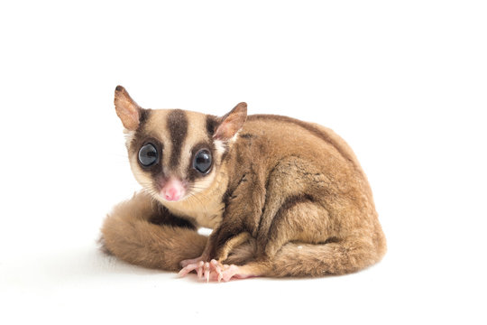 Sugar glider - Petaurus breviceps isolated on white background