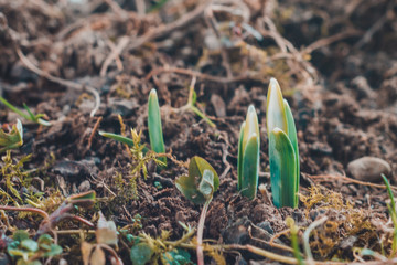 the first delicate little spring leaves that barely look from the ground.