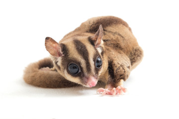 Sugar glider - Petaurus breviceps isolated on white background