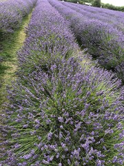 Beautiful Lavendel flowers