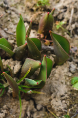 In the garden on the garden closeup of tulip leaves.