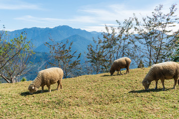 Sheep eating grass on field in sunny day.