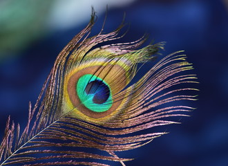 peacock feather on dark background © Biljana Nik