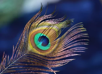 Rolgordijnen peacock feather on dark background © Biljana Nik
