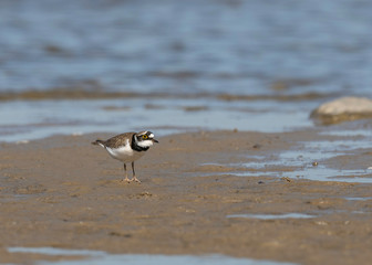 The common ringed plover or ringed plover (Charadrius hiaticula) is a small plover that breeds in...
