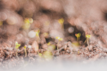 Ecology concept, growing sprout on dry soil.