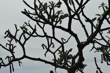 Dry Tree branches  in autumn Koh Samui