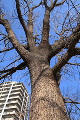 椚木の枯れ木とマンションと青空