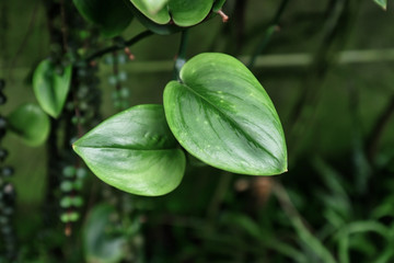 Tropical 'Scindapsus Treubii Moonlight' house plant leaves with light silver markings