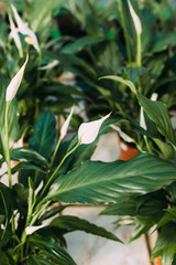 gardening, planting and flora concept - close up of plant spathiphyllum in pots at greenhouse