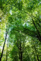 Obraz premium Green Colored Branches. Beautiful Scenery Of Wood In Sweden With Many Trees. Sunny Spring Or Summer Time