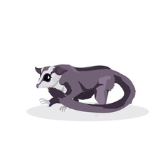 raccoon icon cartoon endangered wild australian animal symbol wildlife species fauna concept flat vector illustration