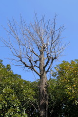 青空と公園のユリノキ