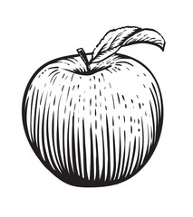 Engraved vector illustration of an apple with leaf. Vintage. Hand realistic drawing.