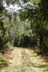 Fototapeta na wymiar Framed blurred forest road