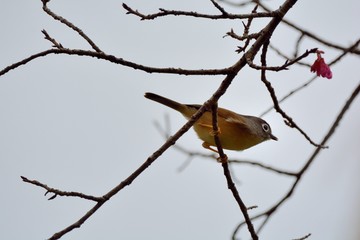 White-eye-framed gray bird (Alcippe morrisonia), a common bird in the mountains of Taiwan