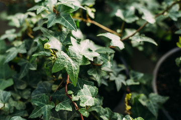 gardening, planting and flora concept - close up of plants in pots hedera ivy at greenhouse