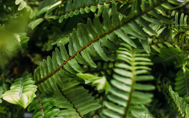 gardening, planting and flora concept - close up of fern at greenhouse. floral background