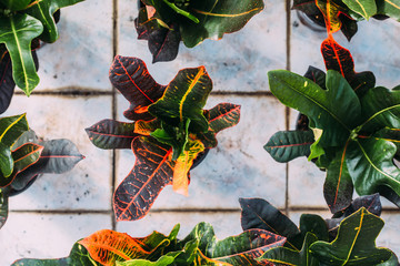 gardening, planting and flora concept - close up of plant croton in pots at greenhouse © Zhuravleva Katia
