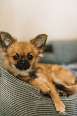 Adult chihuahua dog lying in the lair. Red-haired chihuahua dog is resting at home. Animal portrait on blurred background.