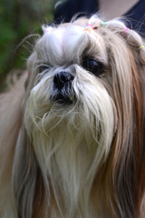 Naklejka na ściany i meble Cute Shih Tzu dog with long groomed hair in the garden
