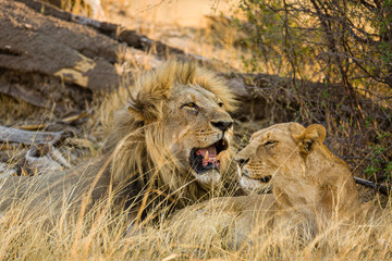 Lion © Sascha
