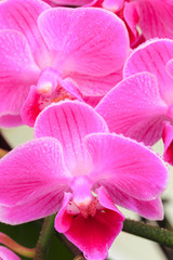 Naklejka na ściany i meble Pink orchid close up view background. - Image