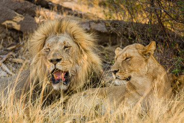 Lion