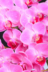 Obraz na płótnie Canvas Pink orchid close up view on black background. - Image