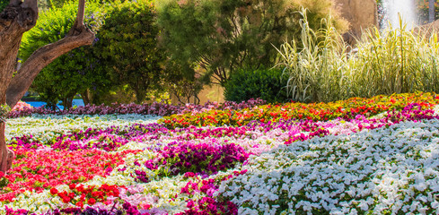 Lush landscaped garden with flowerbed and colorful plants