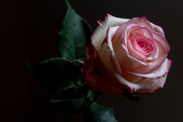 Pink Rose on Black Background