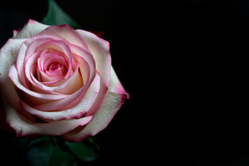 Pink Rose on Black Background